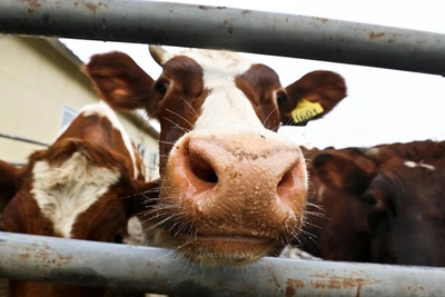 В Новосибирской области назвали все очаги пастереллеза