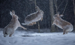 Смех по-фински: взгляните на 15 самых забавных кадров с животными в истории фотоконкурса Vuoden Luontokuva