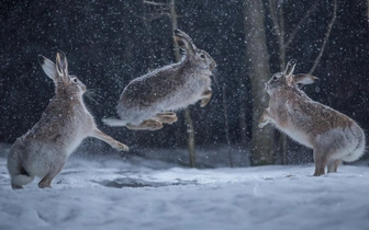Смех по-фински: взгляните на 15 самых забавных кадров с животными в истории фотоконкурса Vuoden Luontokuva