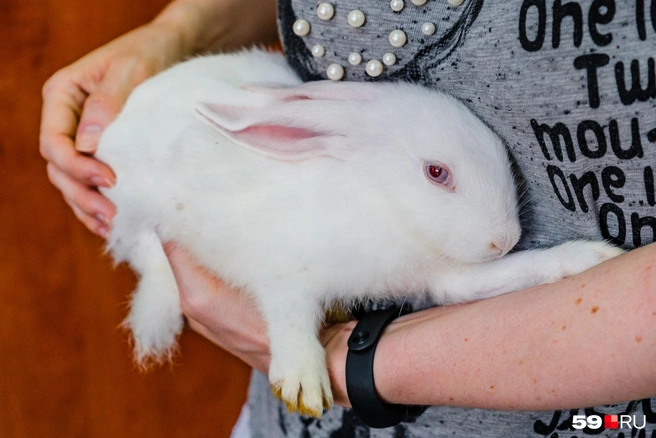 Посетители министерства тоже успевают потискать кролика | Источник: Тимофей Калмаков