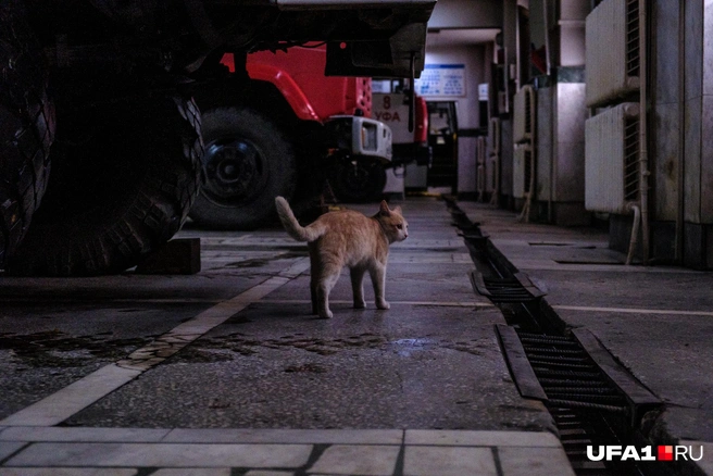 Обход территории | Источник: Булат Салихов / UFA1.RU