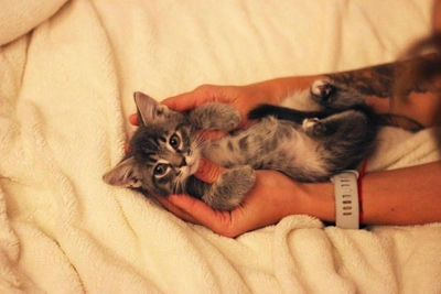 Perm Shelter Seeks Home for Timid Kitten Tolik