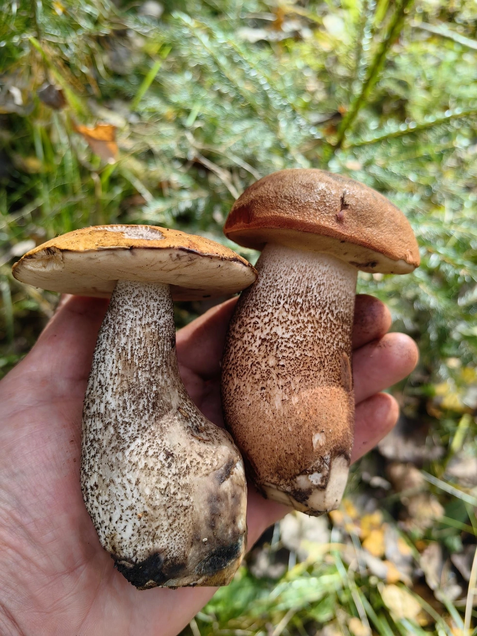 Максим Степанов нашел благородные грибы | Источник: Грибы и Грибники Подмосковья / Vk.com