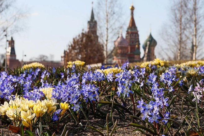 В Москве на клумбах уже можно увидеть первые цветы | Источник: Артем Устюжанин / MSK1.RU