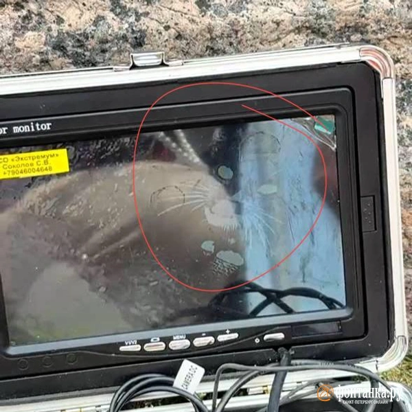 Источник: Валентин Егоршин / «Фонтанка.ру»