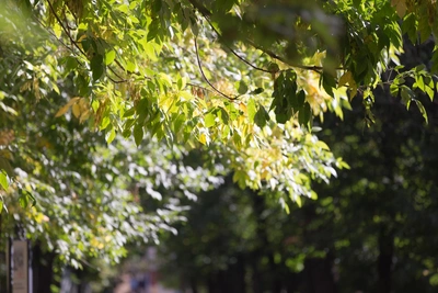 В Ростове вырубят все ясени из-за жука-вредителя