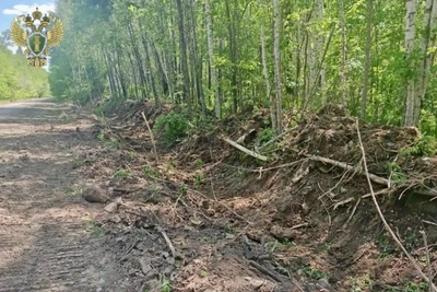 В Хабаровском крае возбудили дело из-за незаконной рубки деревьев