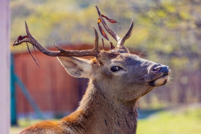 Прокуратура добилась сноса незаконных строений в нацпарке «Чикой»