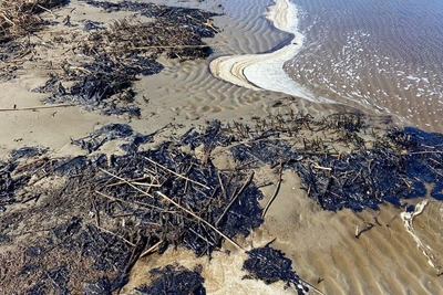 В Кургальском заказнике нашли загрязнение чёрными сгустками