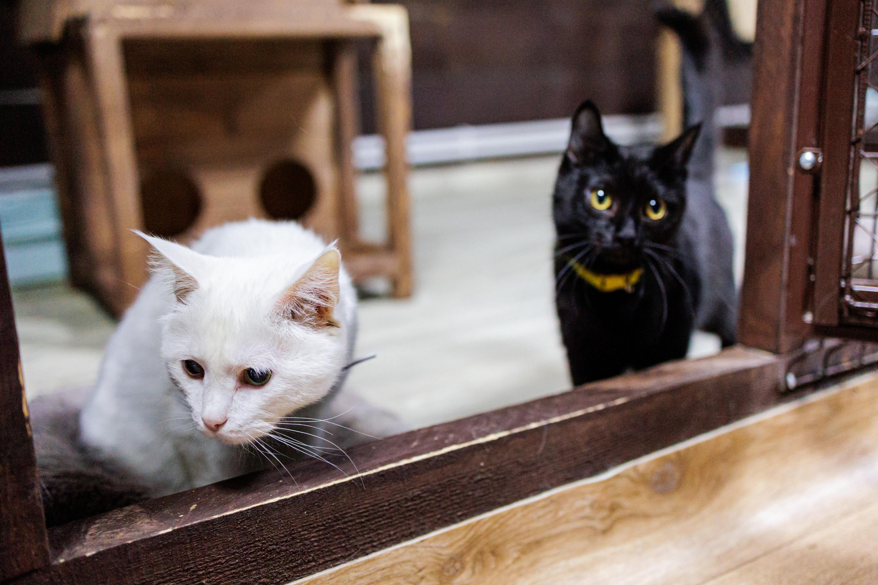 gkhyarovoe.ru: Почему кошки не приживаются в доме: мистическая причина