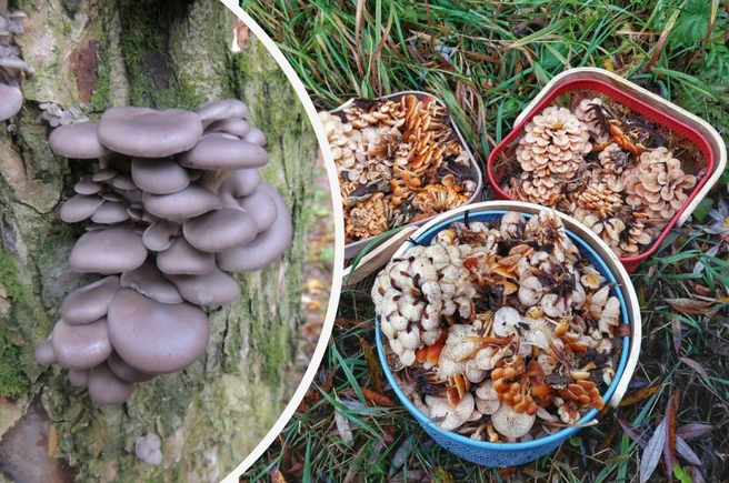 Рассказываем, какие грибы можно найти в Подмосковье в середине осени | Источник: Александр Ермолаев / Василий Потапов / Грибы в Подмосковье 2025 / VK.com