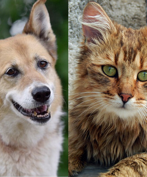 Котопёс недели: кот Паша и собака Ласточка