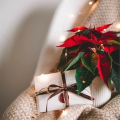 Не елкой единой: 6 комнатных растений, которые создают новогоднюю атмосферу