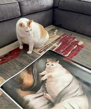 Самые смешные мордатые коты на фотографиях