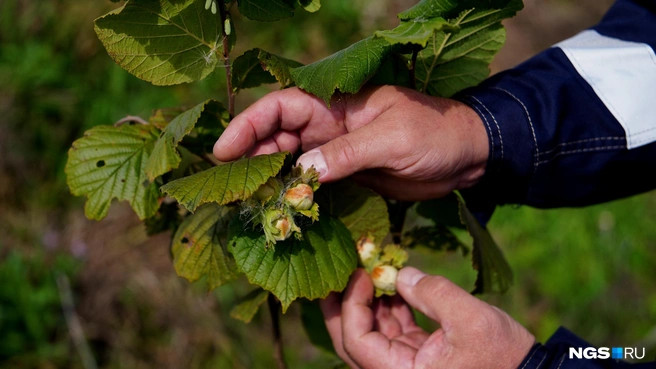 Фундук получился достаточно крупным | Источник: Антон Дигаев / NGS.RU