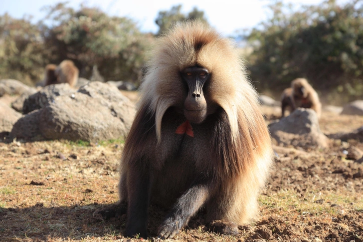 Гелада (Theropithecus gelada) — обезьяна семейства мартышковых, близкий родственник павианов. Длина тела (без хвоста) 50–75 см, вес — 14–20 кг. Отличается обширным безволосым пятном на груди, для самцов характерен «плащ» — длинная грива. Обитает исключительно на горных плато Эфиопии | Источник: H. Tschanz-Hofmann via Legion Media