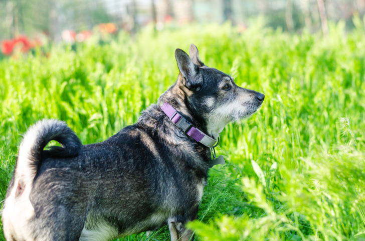 Как узнать настроение собаки по положению хвоста