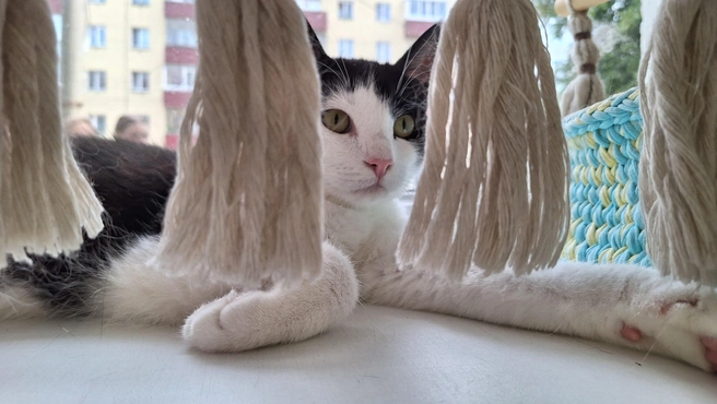 Коты любят лежать на окне, сквозь которое наблюдают за улицей | Источник: Александр Лисихин / 45.RU