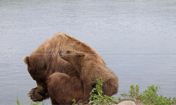Идеал родителя и целеустремленный эмпат: чему нам всем стоит поучиться у медведя | Источник: Надежда Крылова
