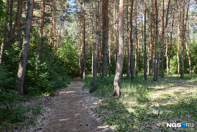 На одном из деревьев висит самодельная табличка с предупреждением для мотоциклиста. По словам местных жителей, один из любителей мототехники регулярно ездит по лесу, разбивая тропинки и оставляя глубокие ямы | Источник: Александр Ощепков / NGS.RU
