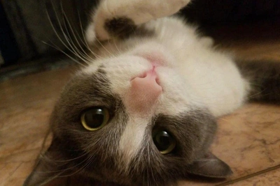 Cat Missing in Central Vladivostok Before Planned Move