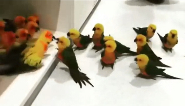 Фото №1 - Две «банды» попугайчиков решили разобраться «стенка на стенку» в зоомагазине (видео)