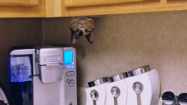 20 котов-дуралеев, которые умудрились забраться в самые непостижимые места