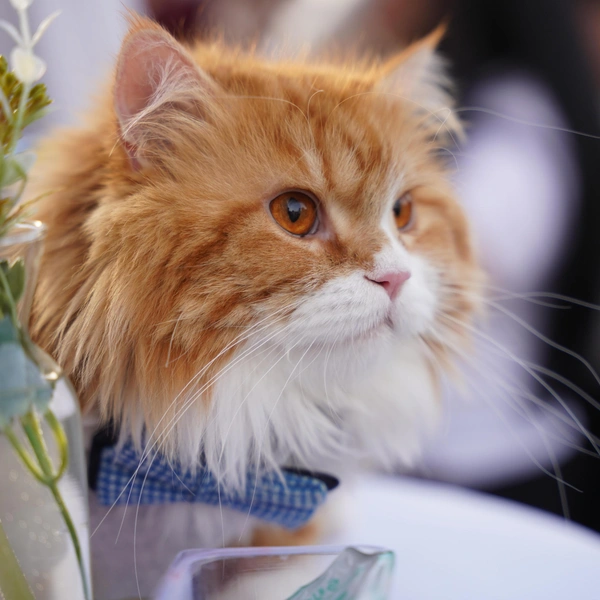Источник: Fariq Faraj Mahmood/Anadolu via Getty Images
