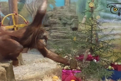 Орангутаны разобрали новогоднюю елку в нижегородском зоопарке