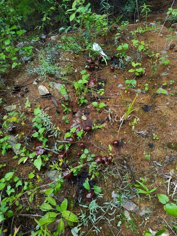 Тут не семейка, а целое поселение маслят | Источник: читатель «Чита.Ру»