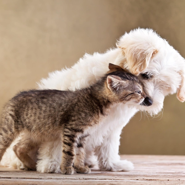 Источник: Shutterstock/Fotodom.ru