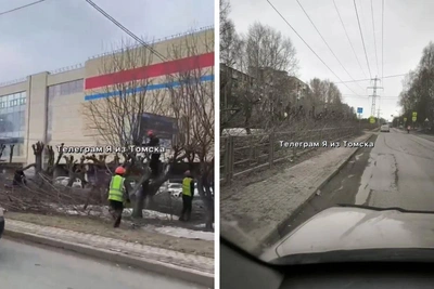 Обрубки вместо деревьев: в Томске обрезали яблоневую аллею на Беринга