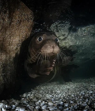 Неожиданные ракурсы: фотографии победителей и призеров конкурса Wildlife Photographer of the Year