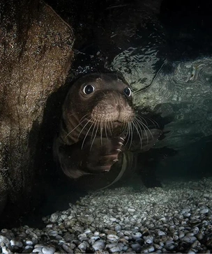 Неожиданные ракурсы: фотографии победителей и призеров конкурса Wildlife Photographer of the Year
