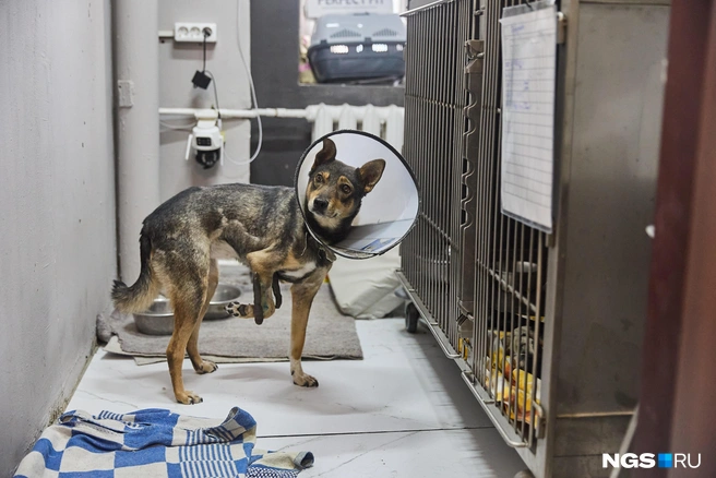 Новое помещение рассчитано на содержание до 10 собак на стационаре | Источник: Александр Ощепков / NGS.RU
