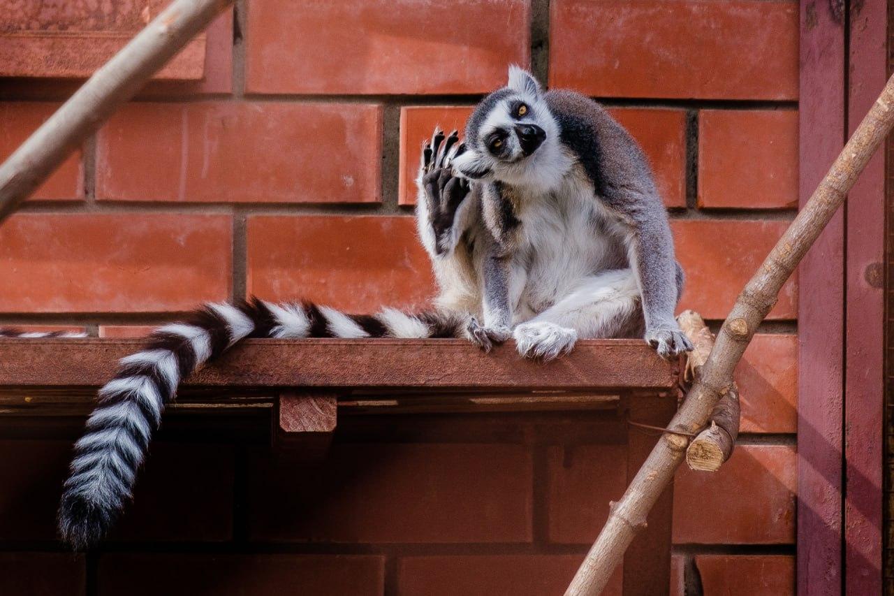 Власти назвали сроки ввода в эксплуатацию нового Пермского зоопарка — «с запасом», но точно