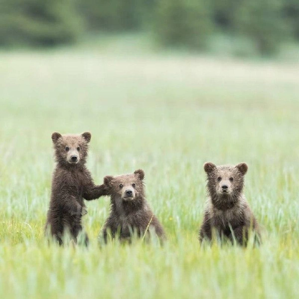 11 самых милых фото детенышей диких животных: фотограф снял редкие кадры — два лисенка играют на природе 🦊