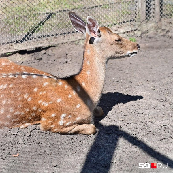 Источник: Василина Любимова / 59.RU 