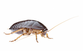 Почему тараканы такие живучие