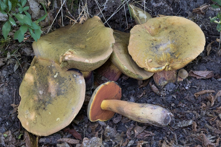 Источник: Frank Hecker