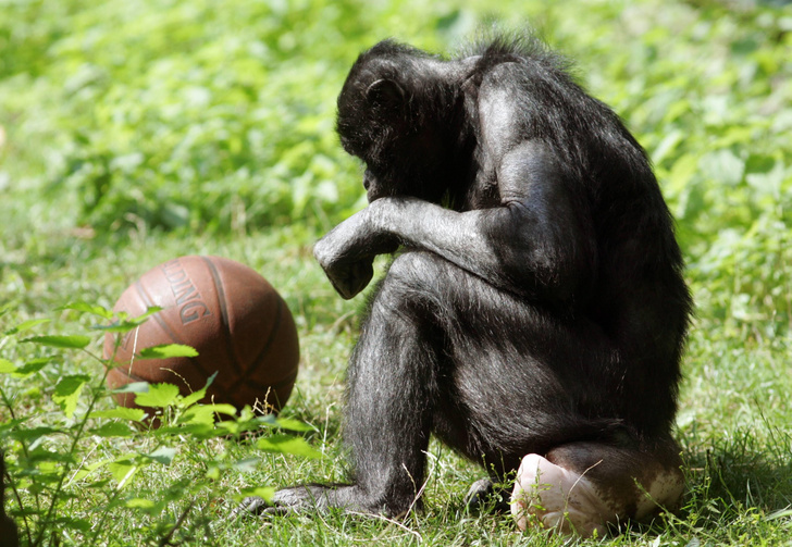 Человекообразные хиппи: как бонобо нашли способ заменить агрессию сексом