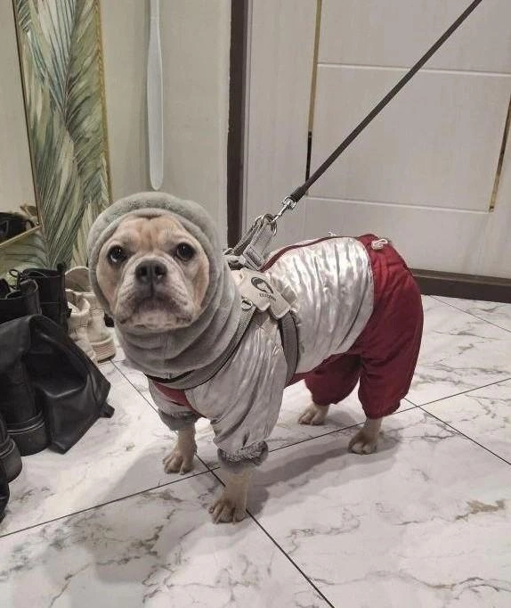 Собачка не очень рада наступившим холодам. Пока о долгих прогулках на улице придется забыть  | Источник: читательница НГС Инна