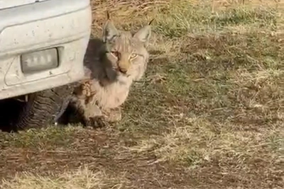 Рысь в зауральской деревне разогнала скот и укрылась под автомобилем