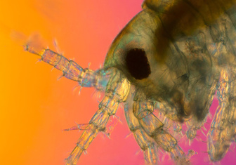Все умрут, а я останусь: найдены следы планктона, выжившего в глобальном вымирании