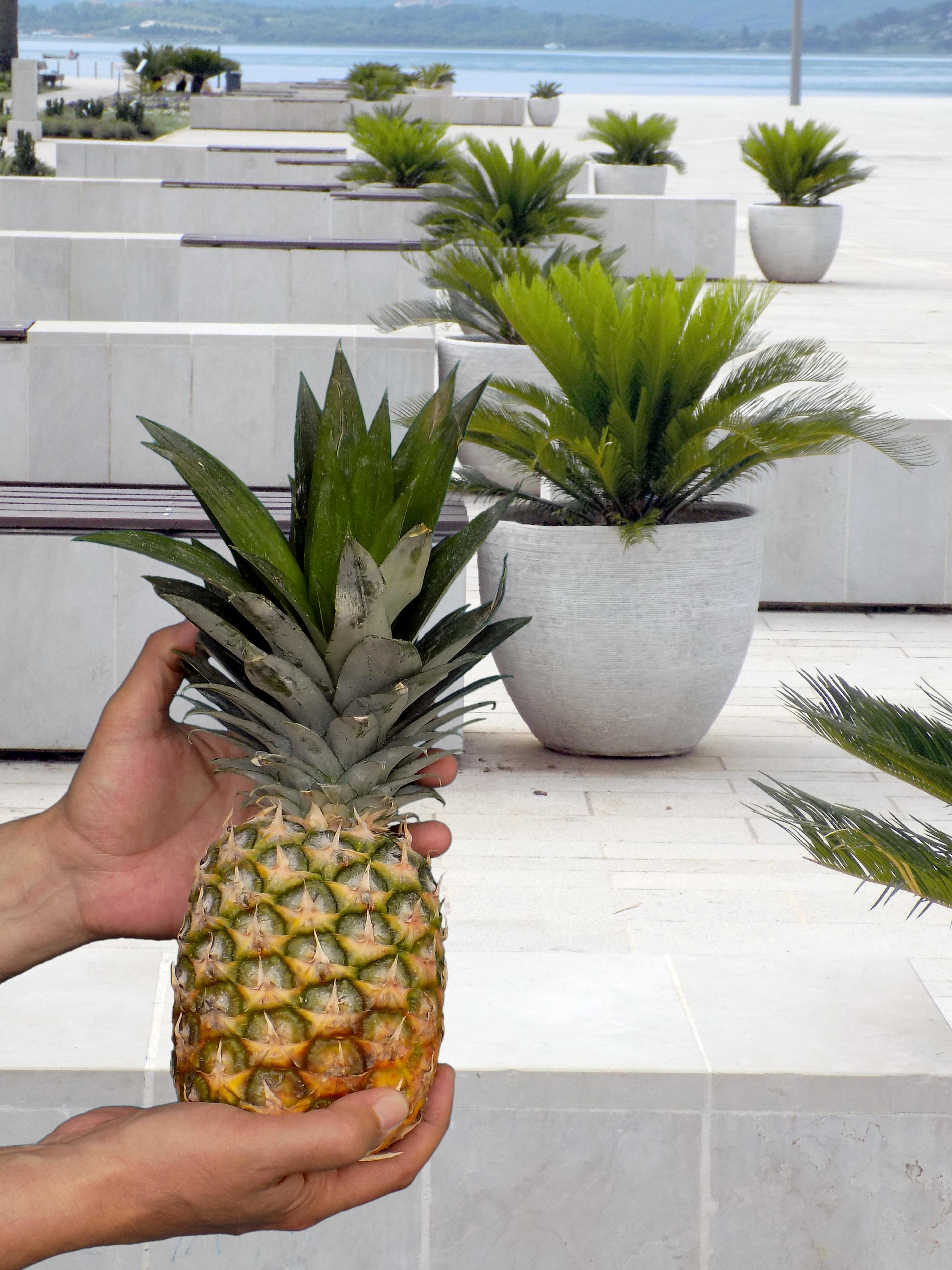 Итак, вы готовы вырастить у себя дома ананас?