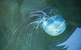 Двухлетний малыш из России умер в Малайзии. Его ужалила медуза