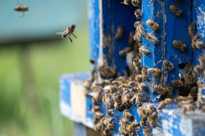 На Дону вновь массово гибнут пчелы из-за пестицидов