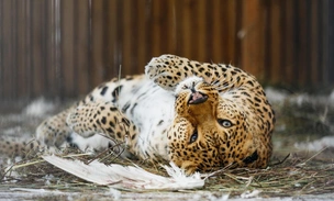 Кроссворд дня № 5: назовите вымирающих животных — и получите важный совет