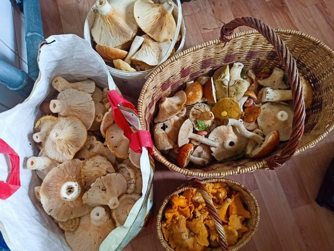 Фото Грибов Омской Области