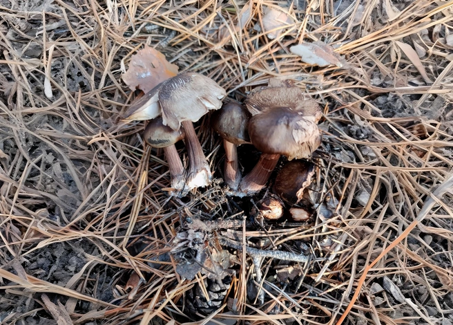 В лесах находят зимние опята  | Источник: Ольга Ефремова / «Грибы Екатеринбурга и Свердловской области» во «ВКонтакте»